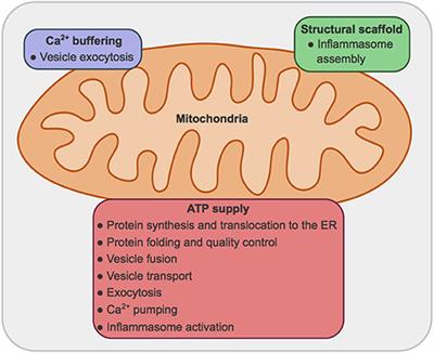 Mitochondrial Bioenergetics and Dynamics in Secretion Processes